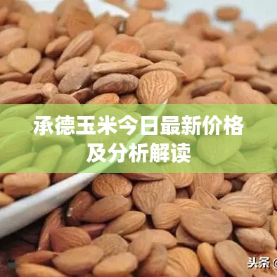 承德玉米今日最新價(jià)格及分析解讀