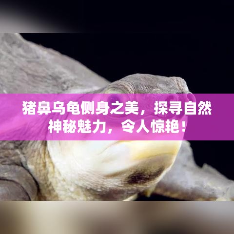 豬鼻烏龜側(cè)身之美，探尋自然神秘魅力，令人驚艷！