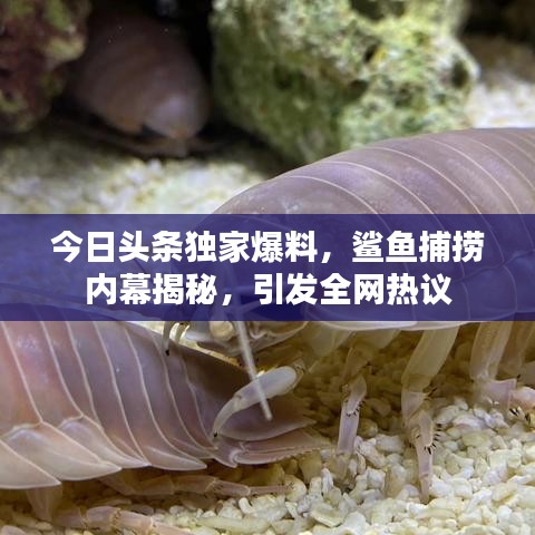 今日頭條獨(dú)家爆料，鯊魚捕撈內(nèi)幕揭秘，引發(fā)全網(wǎng)熱議