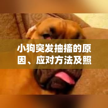 小狗突發(fā)抽搐的原因、應(yīng)對方法及照顧指南