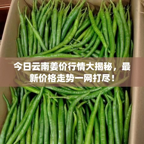 今日云南姜價(jià)行情大揭秘，最新價(jià)格走勢(shì)一網(wǎng)打盡！