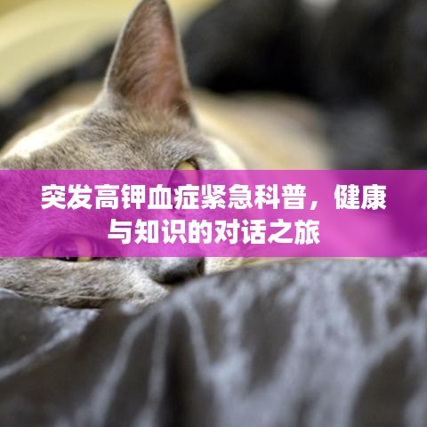 突發(fā)高鉀血癥緊急科普，健康與知識的對話之旅