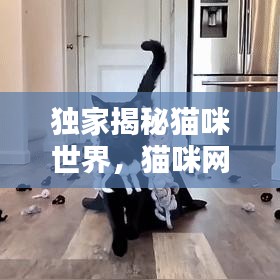 獨(dú)家揭秘貓咪世界，貓咪網(wǎng)專屬播放，探索貓咪獨(dú)特魅力