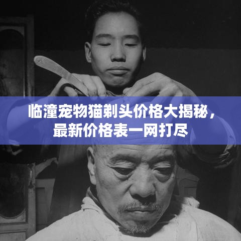 臨潼寵物貓?zhí)觐^價格大揭秘，最新價格表一網(wǎng)打盡