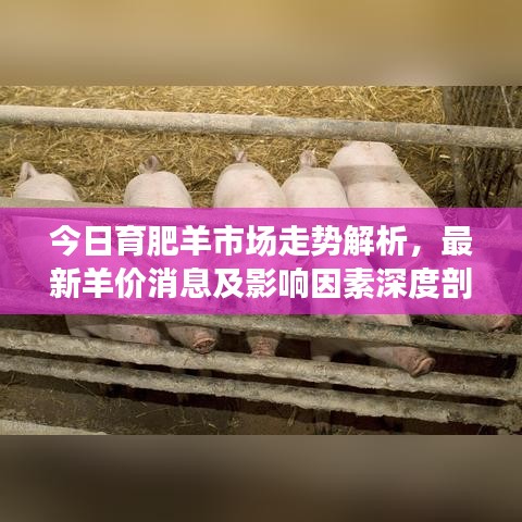 今日育肥羊市場(chǎng)走勢(shì)解析，最新羊價(jià)消息及影響因素深度剖析