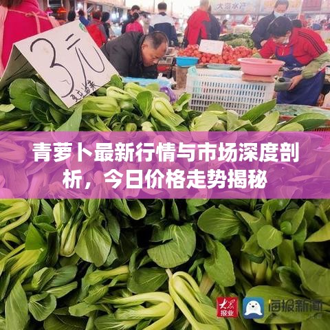 青蘿卜最新行情與市場深度剖析，今日價格走勢揭秘