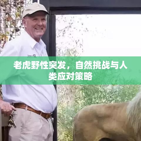 老虎野性突發(fā)，自然挑戰(zhàn)與人類應(yīng)對(duì)策略