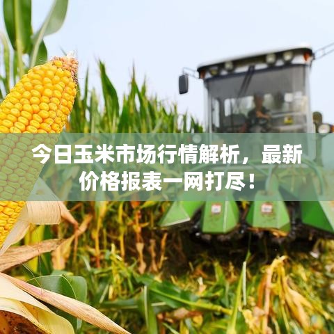 今日玉米市場(chǎng)行情解析，最新價(jià)格報(bào)表一網(wǎng)打盡！