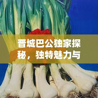 晉城巴公獨(dú)家探秘，獨(dú)特魅力與歷史底蘊(yùn)的完美結(jié)合