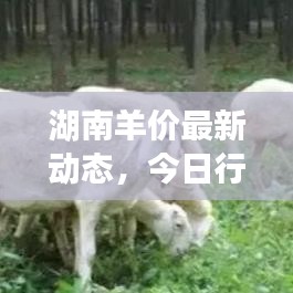 湖南羊價最新動態(tài)，今日行情分析與趨勢預(yù)測