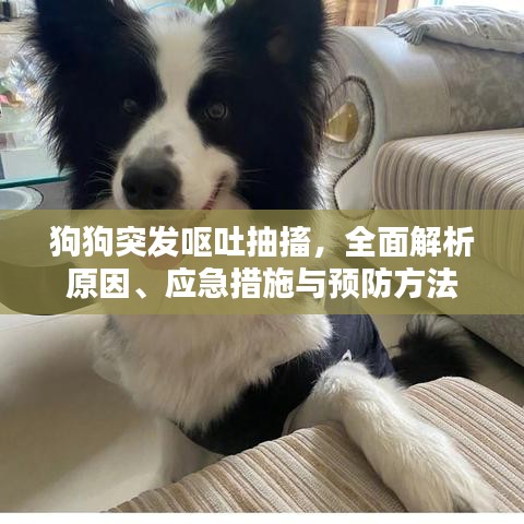 狗狗突發(fā)嘔吐抽搐，全面解析原因、應(yīng)急措施與預(yù)防方法