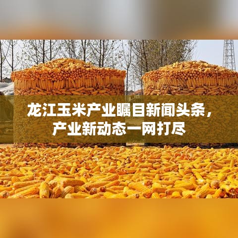 龍江玉米產(chǎn)業(yè)矚目新聞?lì)^條，產(chǎn)業(yè)新動(dòng)態(tài)一網(wǎng)打盡