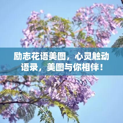 勵(lì)志花語美圖，心靈觸動(dòng)語錄，美圖與你相伴！