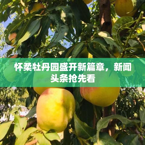 懷柔牡丹園盛開(kāi)新篇章，新聞?lì)^條搶先看