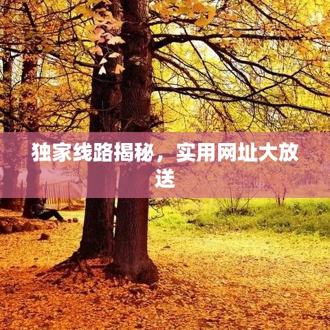 獨(dú)家線路揭秘，實(shí)用網(wǎng)址大放送