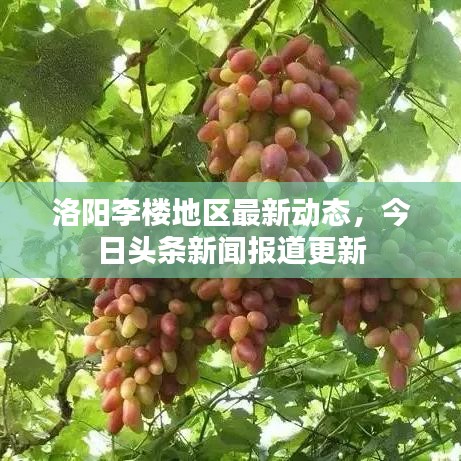 洛陽李樓地區(qū)最新動(dòng)態(tài)，今日頭條新聞報(bào)道更新