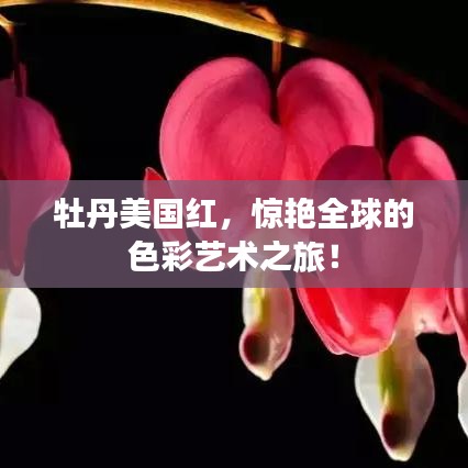 牡丹美國紅，驚艷全球的色彩藝術(shù)之旅！